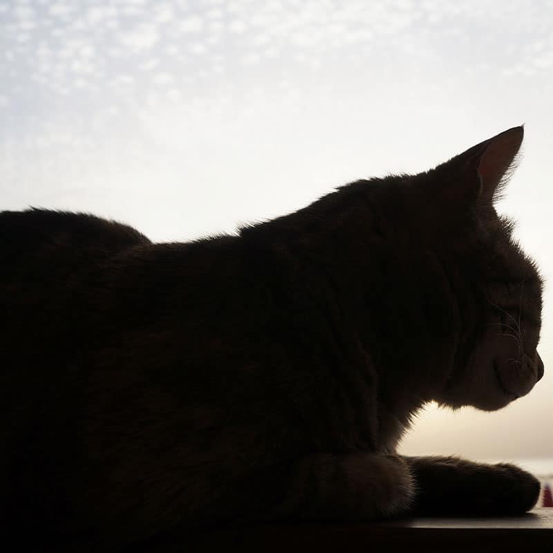 Euthanasia Veterinarian in Davison Vet Near You Pierson Pet Hospital