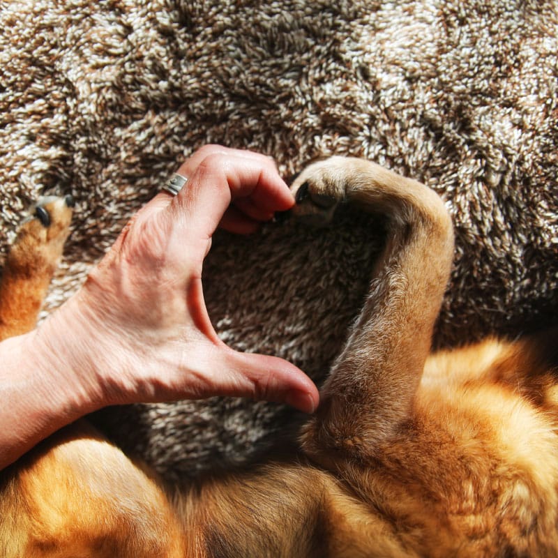 Euthanasia Veterinarian in Davison Vet Near You Pierson Pet Hospital