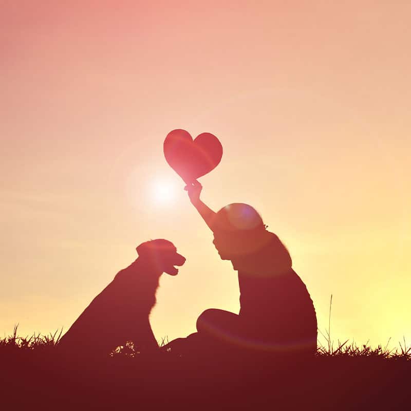 Euthanasia Veterinarian in Davison Vet Near You Pierson Pet Hospital